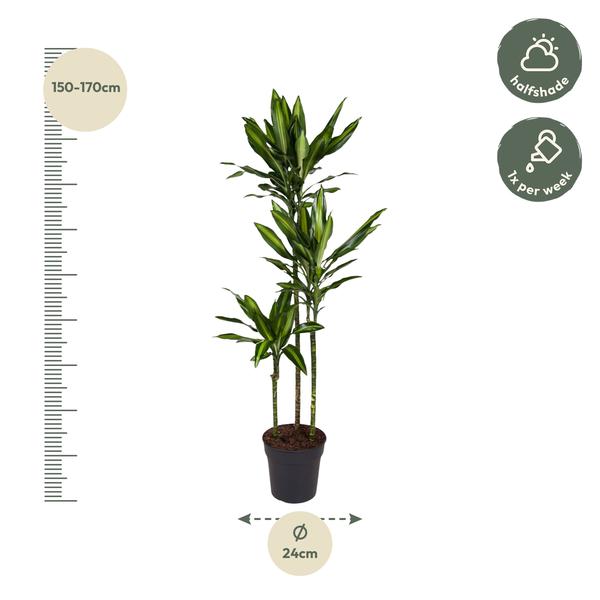 Dracaena Cintho - 160 cm - ø24  BotanicBridge