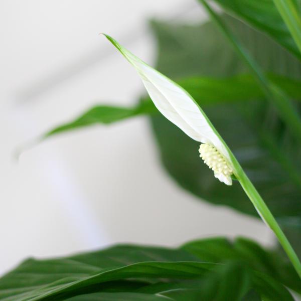 Spathiphyllum met Mand Sofia naturel - 80cm - Ø21  BotanicBridge