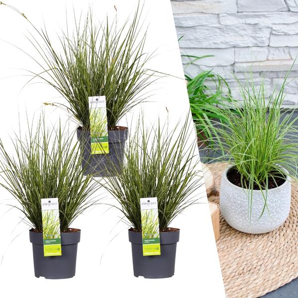 3 x Carex brunnea Variegata - Ø 14 cm - ↨ 25 cm  BotanicBridge