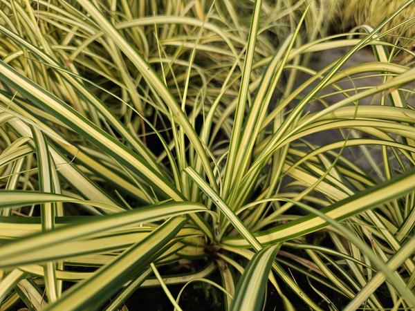 Carex oshim. 'Evergold'  - ↕10-25cm - Ø9cm - 20x  BotanicBridge