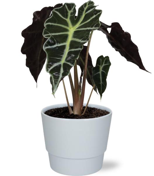 Alocasia Amazonica Polly - Ø12cm - ↕30cm + Pot Basic D14,5x12cm - Wit  BotanicBridge