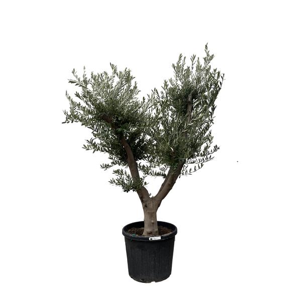 Olea Europaea Cultivo - 225cm- Ø60  BotanicBridge