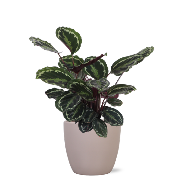 Calathea Medaillon Ø21cm - ↕70cm in Boule taupe pot  BotanicBridge