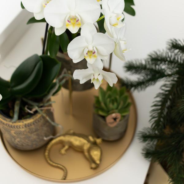 Kolibri Home | Ornament - Gouden decoratie Lizard  BotanicBridge