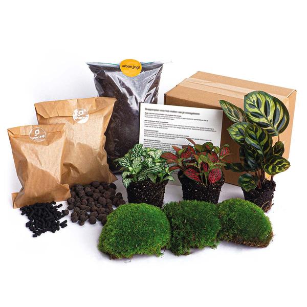 Planten terrarium pakket - DIY - Calathea Makoyana - Navulling & Startpakket - Package 2  BotanicBridge