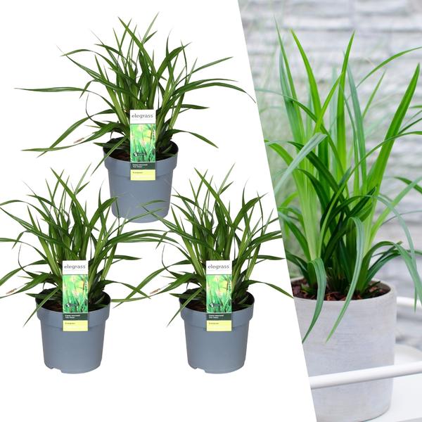 3 x Carex morrowi 'Irish Green' - Ø 14 cm - ↨ 25 cm  BotanicBridge