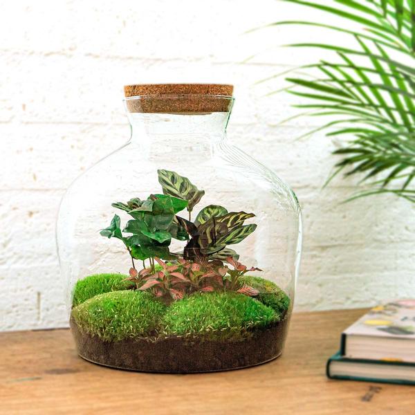 DIY terrarium - Fat Joe Coffea - ↕ 30 cm - Rake + Shovel + Tweezer + Scissors  BotanicBridge