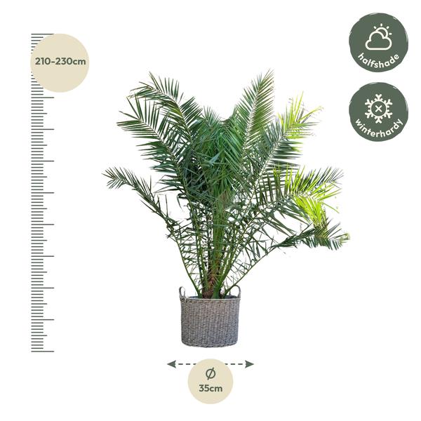 Phoenix Canariensis - 300cm - ø40  BotanicBridge