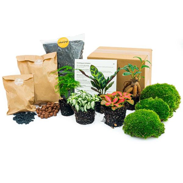 Planten terrarium pakket - Lancifolia - Bonsai - Asparagus - 5 planten - Navulling & Startpakket- DIY  BotanicBridge