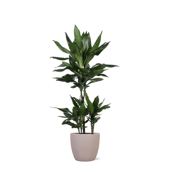 Dracaena Janet Lind Ø21cm - ↕90cm in Boule TAUPE pot  BotanicBridge