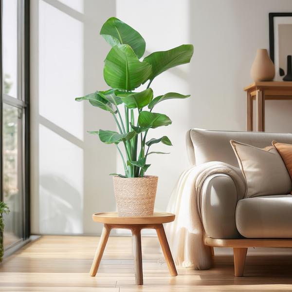 Strelitzia Nicolai met Sofia mand naturel - 80cm - Ø21  BotanicBridge