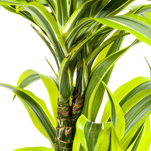 Dracaena Deremensis Lemon Lime Ø19cm - ↕80cm  BotanicBridge