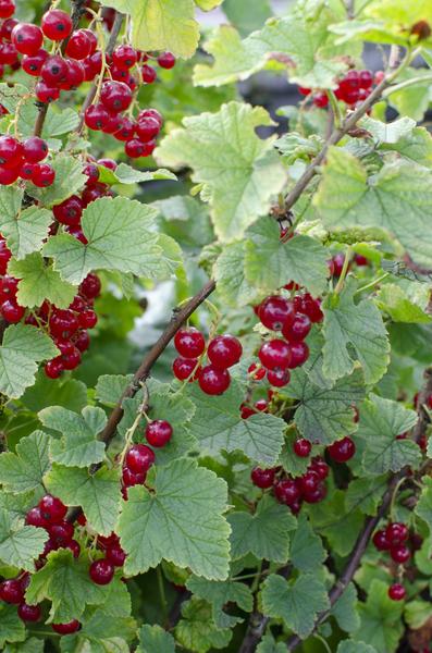 Ribes rubrum 'Jonkheer van Tets' - Aalbes - Ø13cm - ↕45cm  BotanicBridge