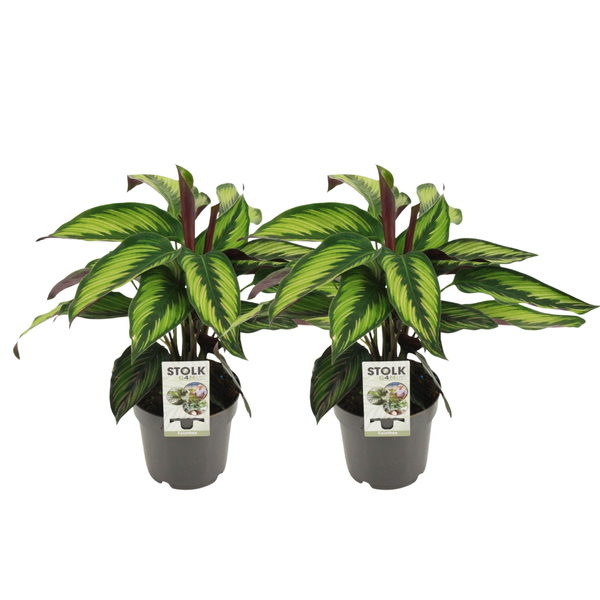 Calathea Majestica Princeps - 2 stuks - Ø14cm - ↕45cm  BotanicBridge