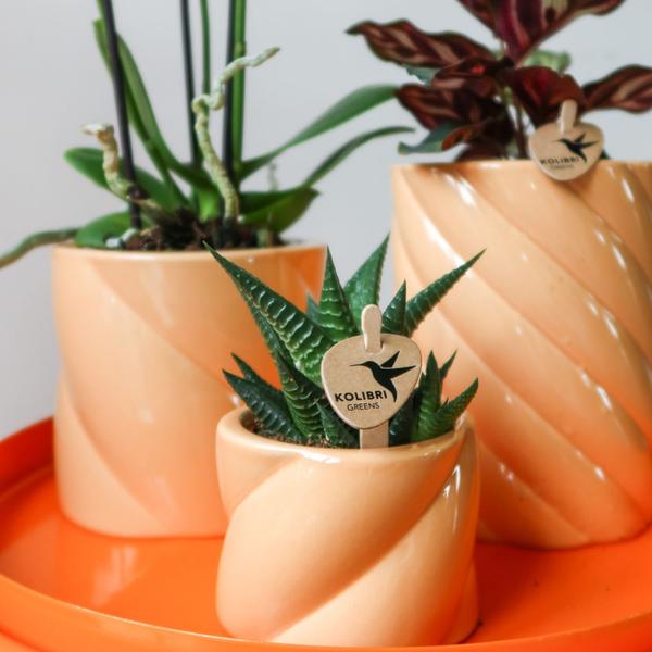 Kolibri Home | Candy sierpot - Peach - Ø9cm  BotanicBridge