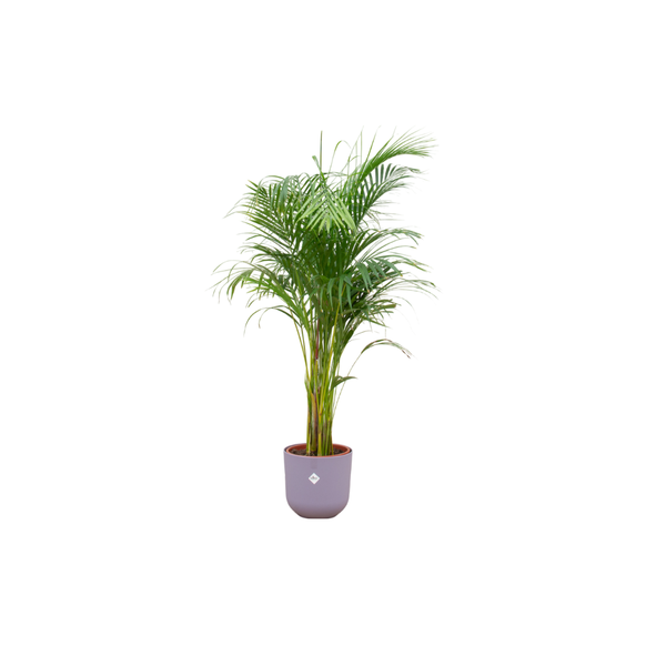 Combi deal - Areca palm inclusief elho Jazz Round lila Ø26 - 140 cm  BotanicBridge