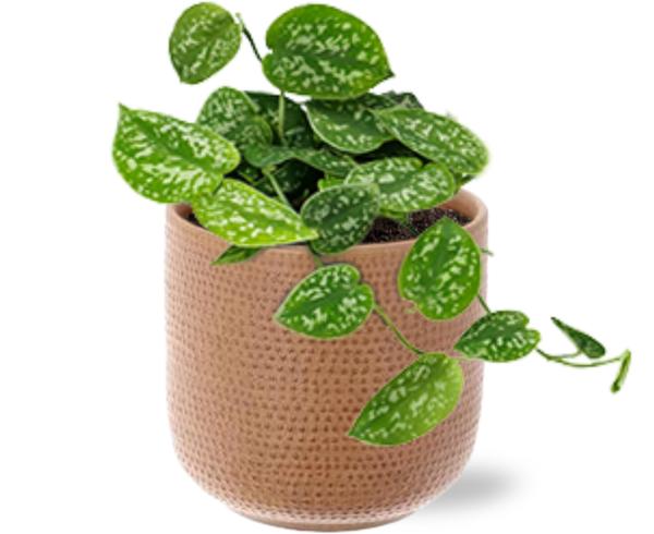 Scindapsus Pictus - Ø12cm - ↕15cm + Aresso Pot D13x12,5cm - Bruin  BotanicBridge