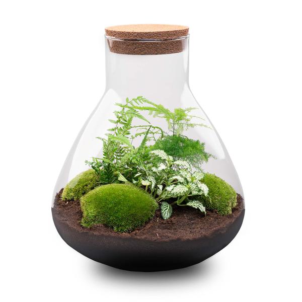 DIY terrarium - Sam XL - ↕ 35 cm - Rake + Shovel  BotanicBridge