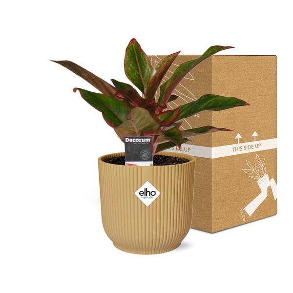 Aglaonema Crete in ELHO Vibes Fold 14cm geel  BotanicBridge