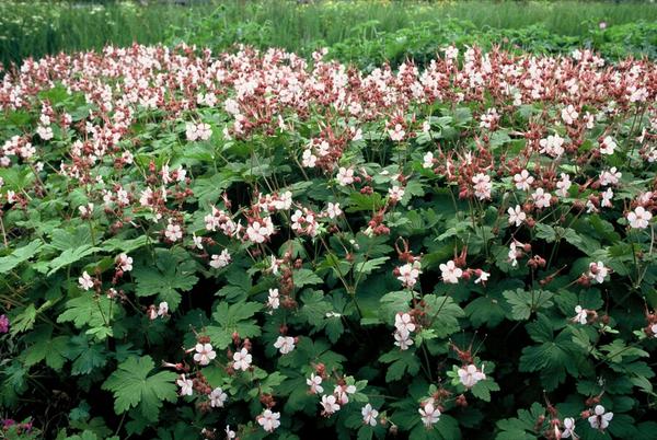 Geranium macr. 'Spessart' - ↕10-25cm - Ø9cm - 6x  BotanicBridge