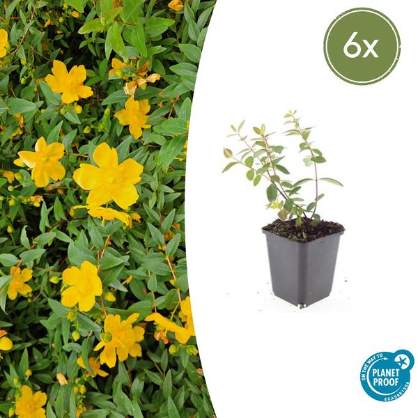 Hypericum dummeri 'Peter Dummer' - ↕10-25cm - Ø9cm - 6x  BotanicBridge