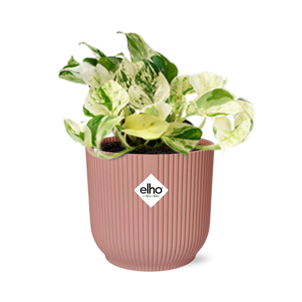 Epipremnum Pinnatum Happy Leaf in ELHO Vibes Fold 14cm roze  BotanicBridge