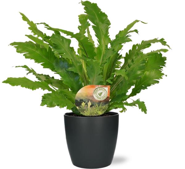 Asplenium Campio - Ø17cm - ↕50cm + Pot Brussels D18x17cm - Antraciet  BotanicBridge