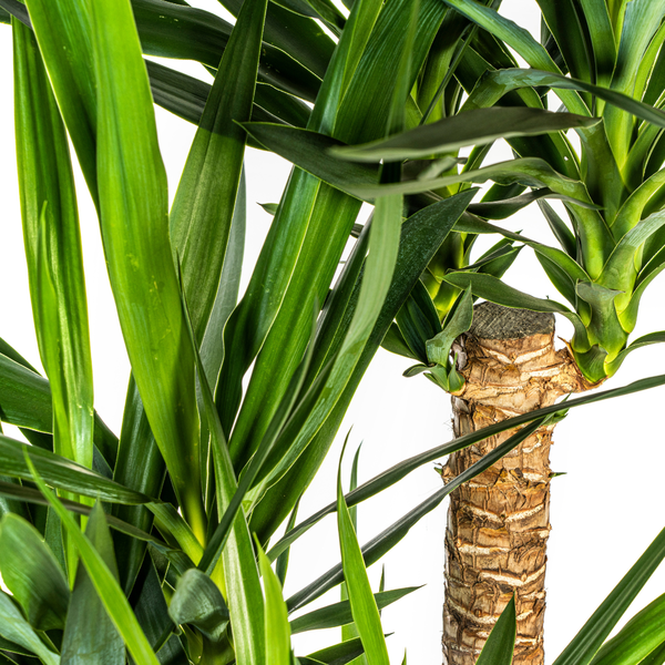 Yucca Elephantipes Ø24cm - ↕90-100cm  BotanicBridge