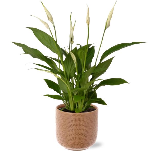 Spathiphyllum Bingo Cupido - Ø12cm - ↕45cm + Aresso Pot D13x12,5cm - Bruin  BotanicBridge