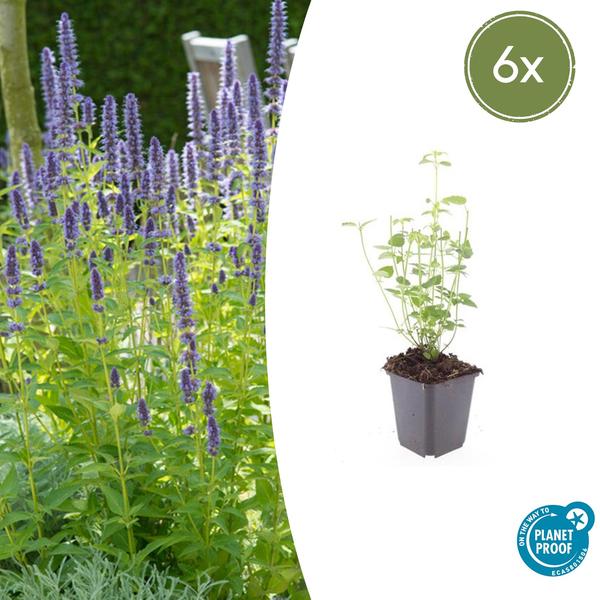 Agastache 'Black Adder' - ↕10-25cm - Ø9cm - 6x  BotanicBridge