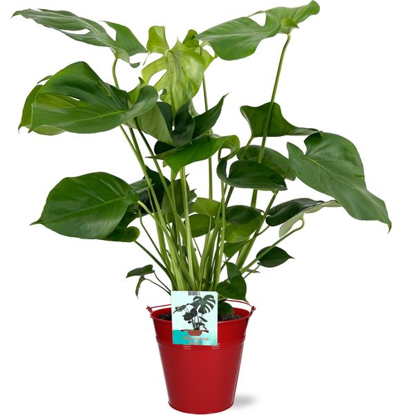 Monstera Deliciosa - Ø19cm - 60cm + Emmer D20x18,5cm - Rood  BotanicBridge