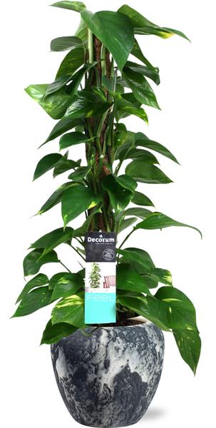 Epipremnum Mosstok  - Ø19cm - ↕80cm + Doug Pot D20x18cm - Zwart Wit  BotanicBridge