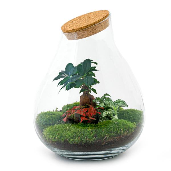 DIY terrarium - Drop XL Bonsai -↕ 37 cm - Normal  BotanicBridge