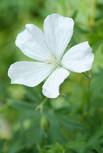 Geranium sang. 'Album' - ↕10-25cm - Ø9cm - 40x  BotanicBridge