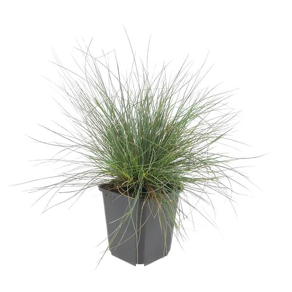 Festuca glauca 'Elijah Bleu' - ↕10-25cm - Ø9cm  - 20x  BotanicBridge