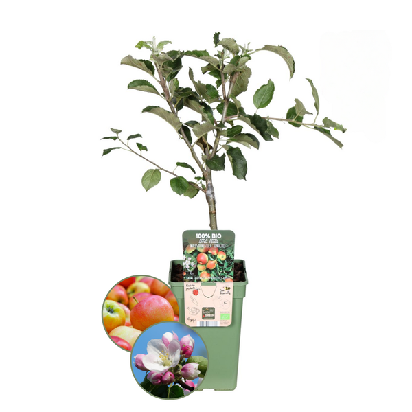 Biologische Appelboom Malus - 1 x Ø 20 cm - ↨ 60 cm  BotanicBridge