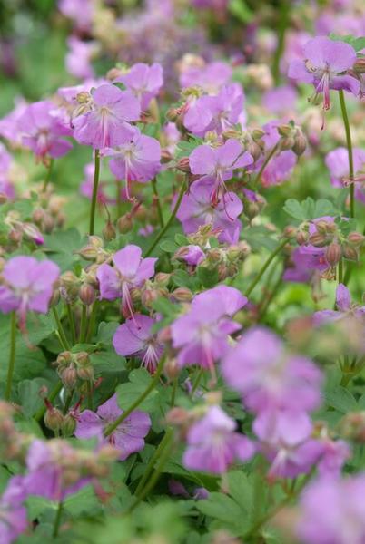 Geranium cant. 'Cambridge' - ↕10-25cm - Ø9cm - 20x  BotanicBridge