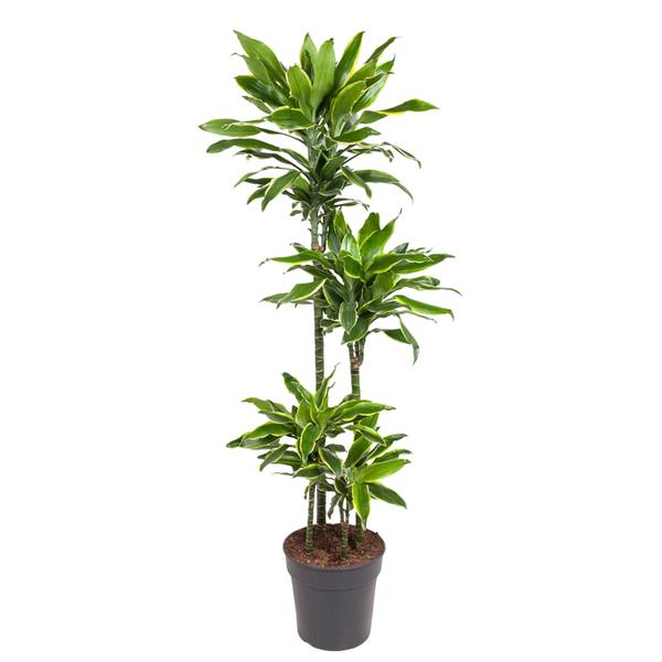 Dracaena Golden Coast - 140 cm - ø27  BotanicBridge