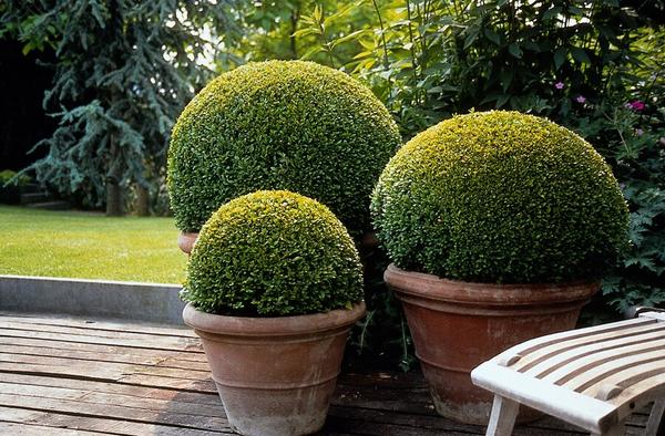 Buxus Sempervirens - ↕10-25cm - Ø9cm - 20x  BotanicBridge