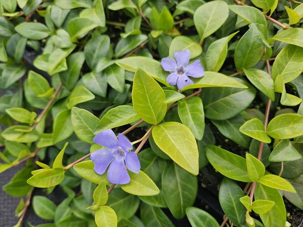 Vinca minor 'La Grave' - ↕10-25cm - Ø9cm - 6x  BotanicBridge