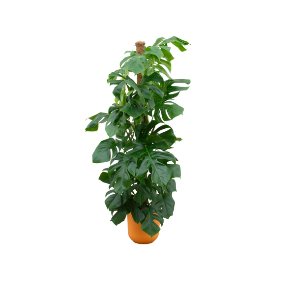 Combi deal - Monstera Pertusum XL inclusief elho Jazz Round geel Ø26 - 150 cm  BotanicBridge