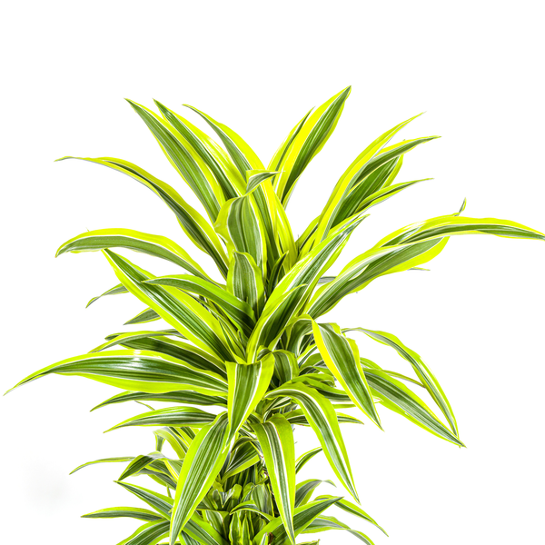 Dracaena Deremensis Lemon Lime Ø24cm - ↕140cm  BotanicBridge