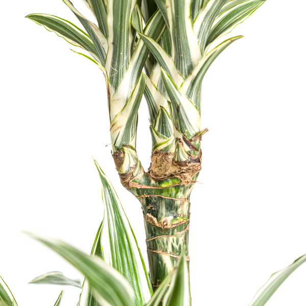 Dracaena Deremensis White Stripe Ø24cm - ↕140cm  BotanicBridge