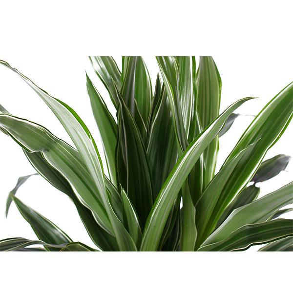 Dracaena Warneckii Ø21cm - ↕65cm in Boule ANTRACIET pot  BotanicBridge