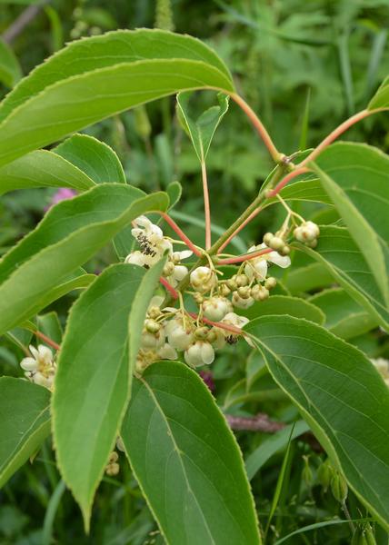 3x - Actinidia arguta 'Issai' - ↨45cm - Ø13  BotanicBridge