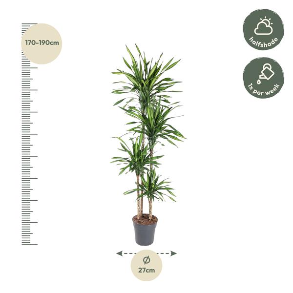 Dracaena Riki - 180 cm - ø27  BotanicBridge