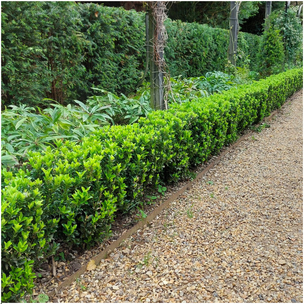 48 x Euonymus 'Green Spire' - 48 x Ø 7 cm - ↨ 15 cm  BotanicBridge