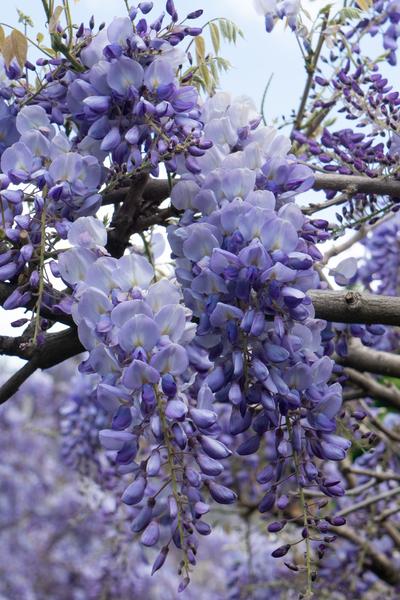 Wisteria sinensis 'Prolific' - Blauwe regen - Ø15cm - ↕65cm  BotanicBridge