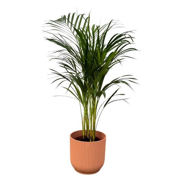 Areca palm - ↨85cm - Ø19cm inclusief elho Vibes Fold Round roze D22xH20  BotanicBridge