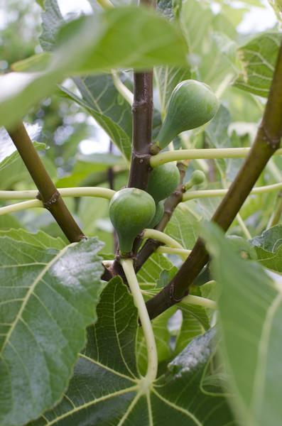 Ficus Gustissimo Perretta - Ø19cm - ↕50cm - Ø13 - ↨45cm  BotanicBridge